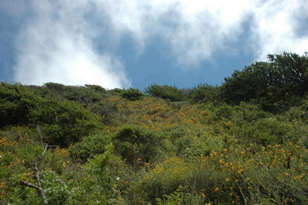 Soberanes Canyon 043.jpg